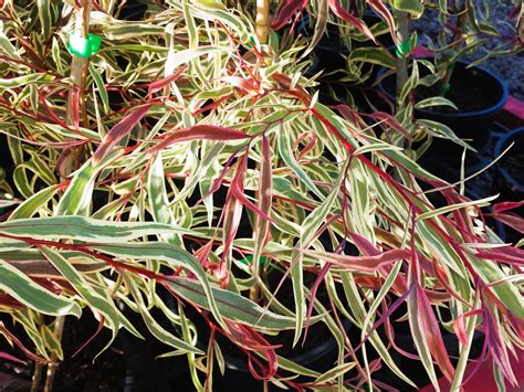 Agonis Flexuosa Pink Flamingo Wholesale Nursery Nurseries In