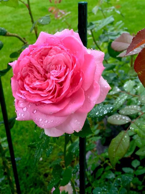 Princess Alexandra Of Kent Rose David Austin