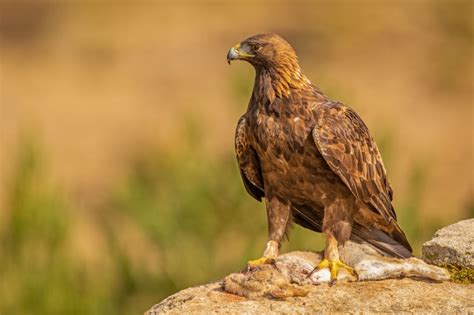 Large Birds of Prey in Crete - Crete Guide