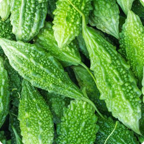 modal usaha pare potensi keuntungan   budidayanya