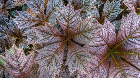 Brown leaves, nature, closeup, fall, leaves HD wallpaper | Wallpaper Flare