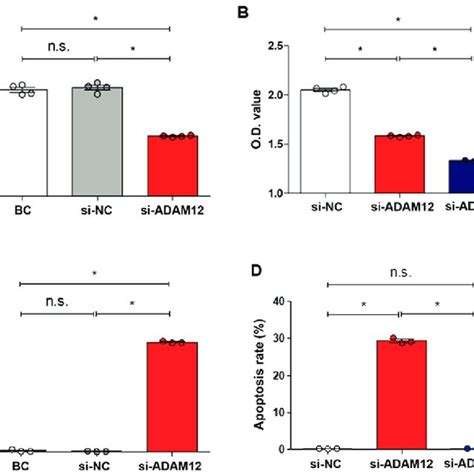 Jeg 3 Cell Proliferation And Apoptosis After Adam12 Silencing A The Download Scientific