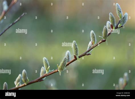 Pussy Willow Branch Close Up On A Green Blurred Spring Forest