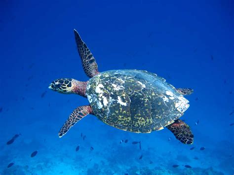 Sea Turtles Why Are Hawksbill Turtles Critically Endangered