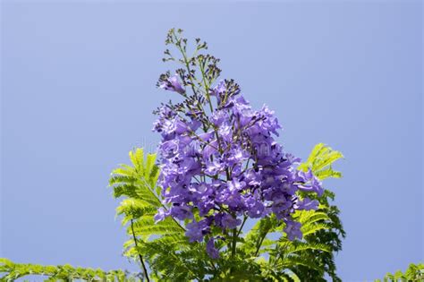 Árvore Do Mimosifolia Do Jacaranda Na Flor As Flores Violetas Azuis