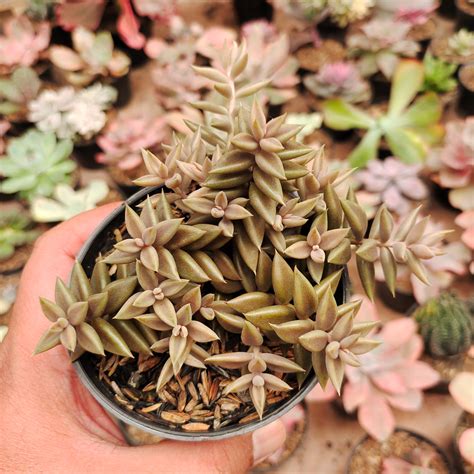 Lenophyllum Latum For Sale Plants For Sale Kaktus Id Source