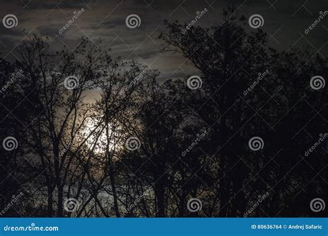 Full Moon Behind Naked Tree Branches And Twigs In Night Stock Photo Image Of Blue Nature