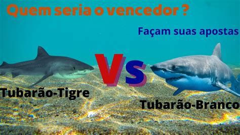 Quem será que ganha Tubarão Tigre Vs Tubarão Branco Duelo de animais