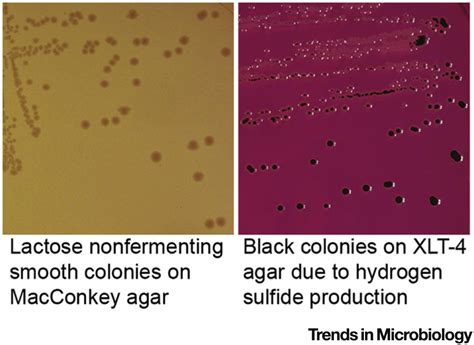 Salmonella Enterica Trends In Microbiology