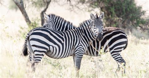 Safaris económicos en Tanzania día completo en el Parque Nacional de