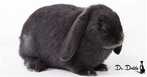 Rabbit Hemorrhagic Disease Hemopet