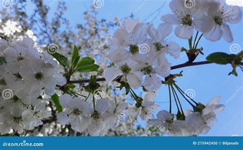 Sour Cherry Prunus Cerasus Stock Photo Image Of Prunus Beautiful