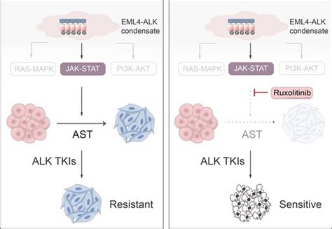 季红斌组、陈洛南组和朱学良组合作发现eml4 Alk融合基因通过激活jak Stat通路介导肺腺鳞癌转分化及其耐药 生物通