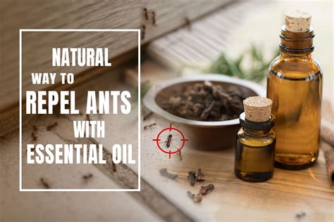 Essential Oils to Repel Ants: Natural Solutions for Ants