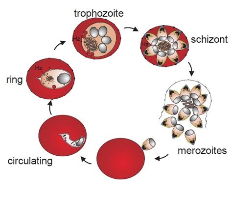 IR Spectroscopy Quickly Detects Malaria At Early Stages