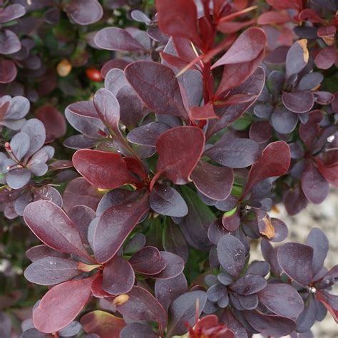 Berberis Thunbergii F Atropurpurea Helmond Pillar Midwest