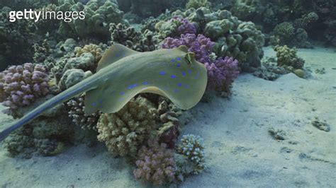 Blue Spotted Stingray Or Bluespotted Ribbontail Ray Taeniura Lymma