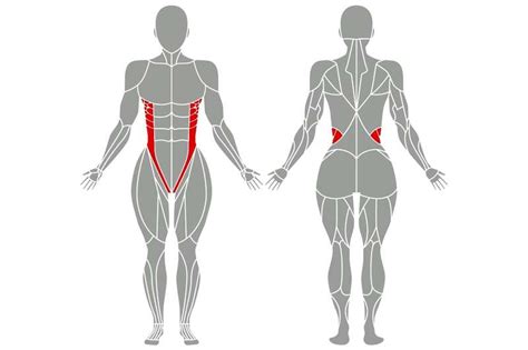 Bauchtraining Grundlagen Tipps And Die Besten Übungen