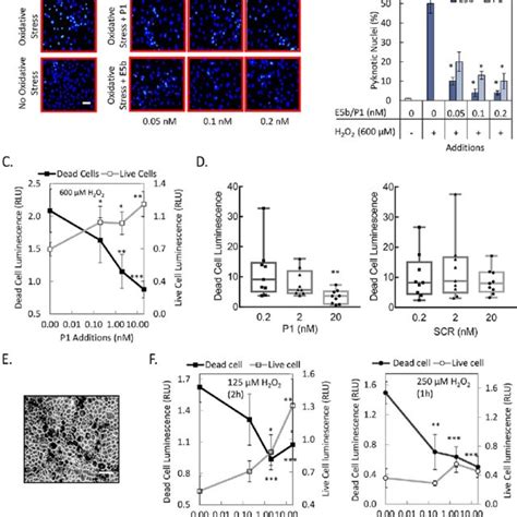 Oxidative Stress In Arpe 19 And Pig Primary Rpe Cells A Arpe 19