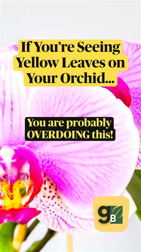 Leaves Turning Yellow On Orchids It Might Be The Fertilizer Artofit