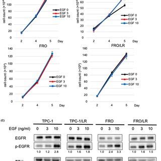 Effect Of Egfr Inhibitors Lapatinib On Growth And Protein Expression