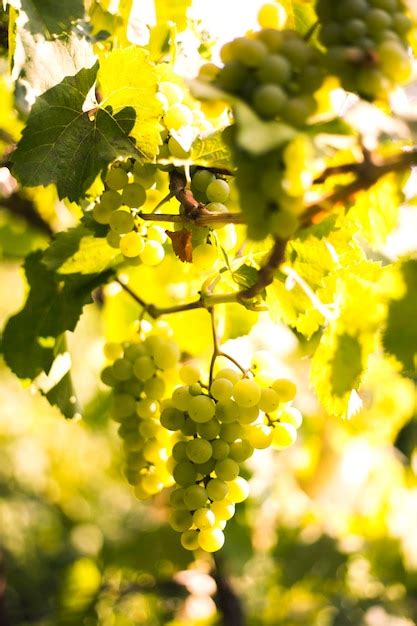 Premium Photo | The white grapes at vineyard