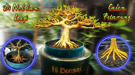 Bonsai The Max Sancang Mame Calon Petarung YouTube