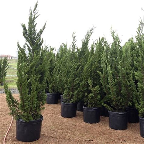 Можжевельник китайский Кайзука: купить саженцы Juniperus chinensis ...