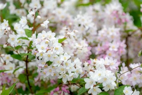 Savez Vous Quand Et Comment Tailler Deutzia Conseils