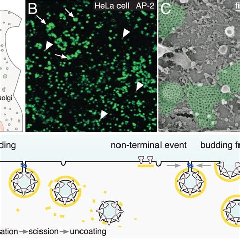 Clathrin Mediated Endocytosis A A Schematic Bird S Eye View Of A