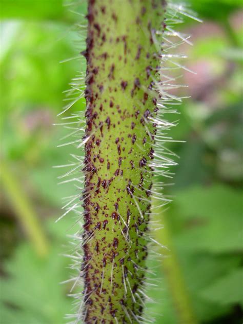 Invasive Toxic Plant Here For The Summer Vandyke Gardens