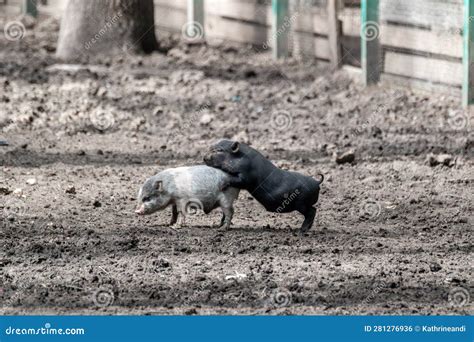 Little Cute Baby Pigs Playing in Farm Dirt Stock Photo - Image of ...