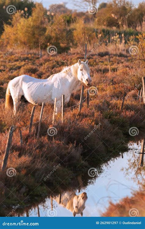 White Camargue Horse in the South of France. Stock Image - Image of ...