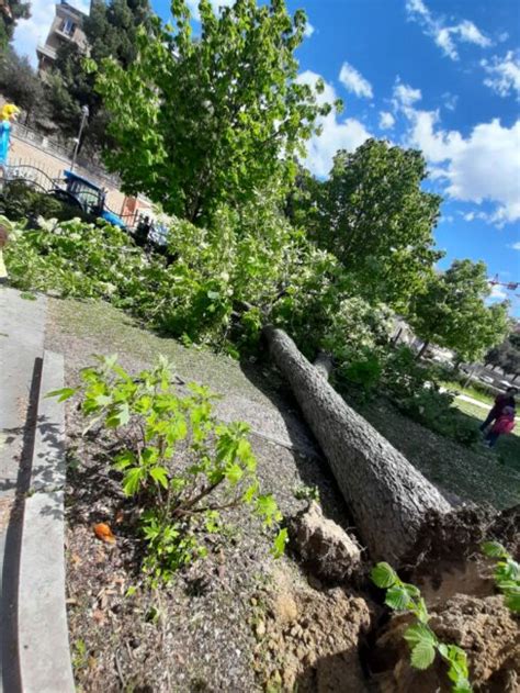 Grosso Albero Crolla Ai Giardini Diaz Sfiorata La Tragedia Foto