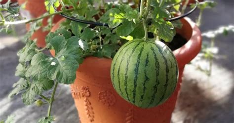 How To Grow Watermelons In Pots Diygreen Tips