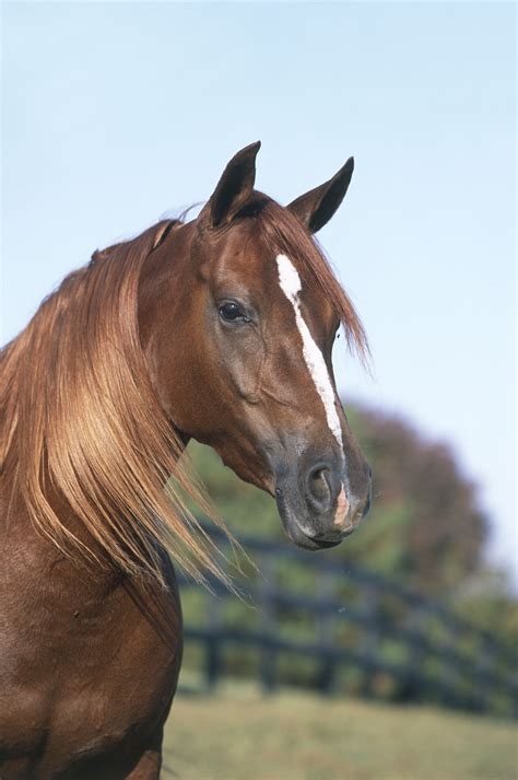 Recognize Horse Facial Markings Such As Blazes Stars And Snips