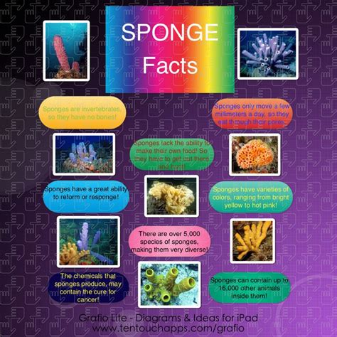 Types of Sponges and Sea Creatures Poster