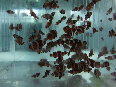 Captive Bred Clownfish - Marine Warehouse Aquarium