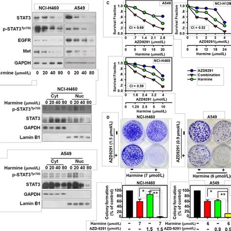 Dyrk1a Regulates Stat3egfrmet Signalling In Egfr Wild‐type Nsclc