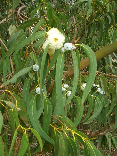 Eucalyptus Eucalyptus Globulus Steam Distilled Leaf Australia