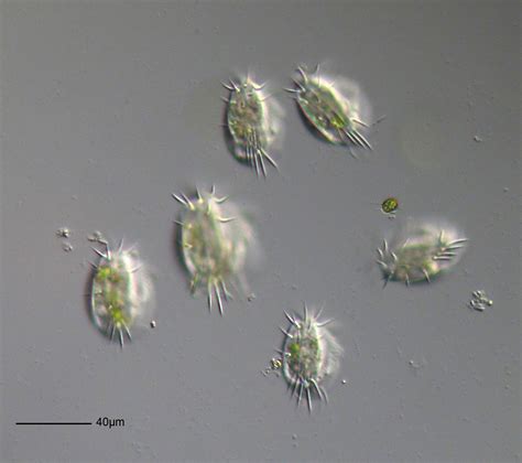 Free Images Plant Leaf Flower Biology Flora Protist Protisten