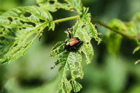 all natural Japanese beetle spray Archives - Old World Garden Farms ...