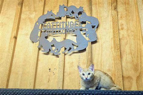 Concerns over stray cat numbers - Timaru Courier