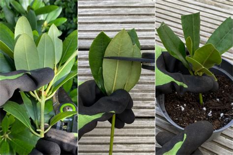 How To Propagate Rhododendron Cuttings