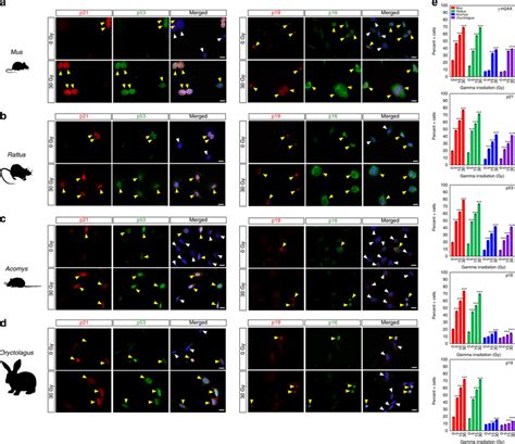 Gamma Irradiation Induces DDR And Cellular Senescence In All Species