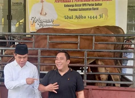 Dpd Golkar Kubu Raya Sediakan Sapi Kurban Pada Hari Raya Idul Adha