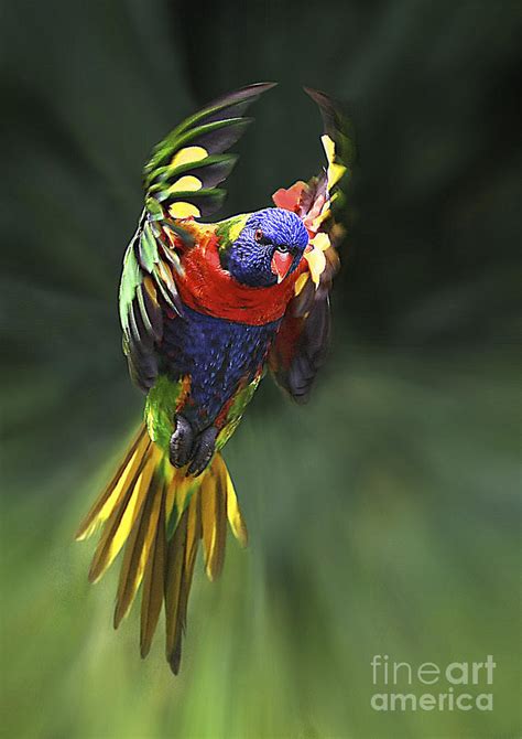 Flying Rainbow Lorikeet 9 by Heng Tan