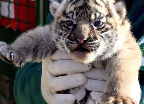 Bioparco Fiocco Rosa Nella Tana Delle Tigri Nata La Figlia Di Tila