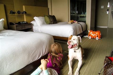 10 Reasons to Stay at Hotel La Jolla with Dogs | Pet Friendly Hotels