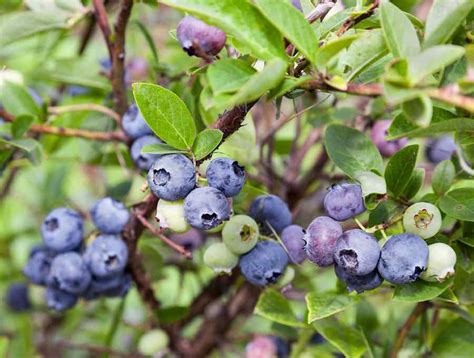 The Complete Guide On How To Prune Blueberries Minneopa Orchards